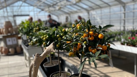 Orangetræer og oliventræer til haven i Det Kreative gartneri i Stouby nær Horsens og Juelsminde