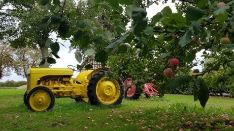 En gul og en rød traktor ved æbletræer hos Danmarks Ferguson Museum