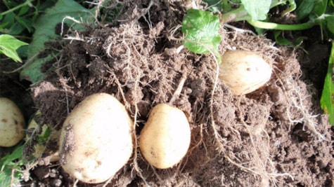 Nye kartofler fra Hjarnø