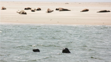 Seals by the Wadden Sea on Fanø