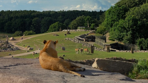 Løve i Katanga Hill