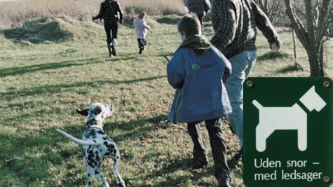 Dalmatiner løber med familie