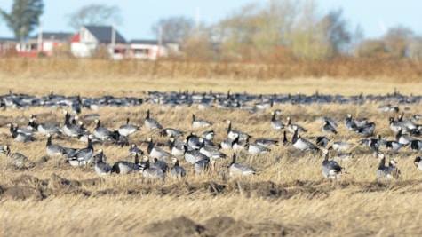 Migratory birds in the field