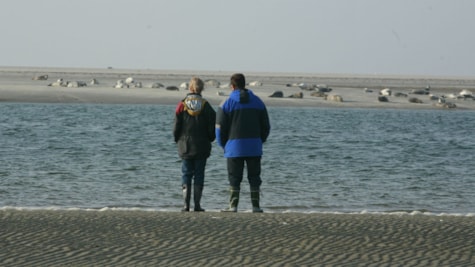 Tourists and seals on Fanø