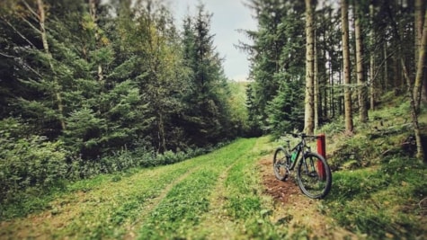 Mountainbike i skoven
