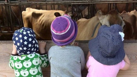 3 Børn kigger på køer ved Børnebondegården