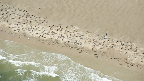Mange sæler på stranden | Nationalpark Vadehavet
