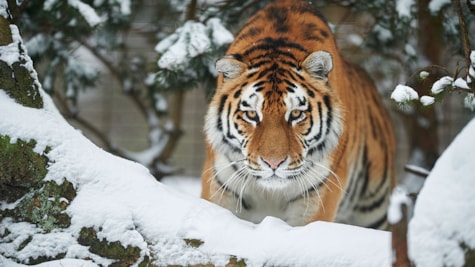 Tiger i sneen i Odense ZOO