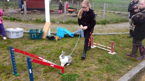 Pige går med kanin i snor på agilitybane ved Børnebondegården