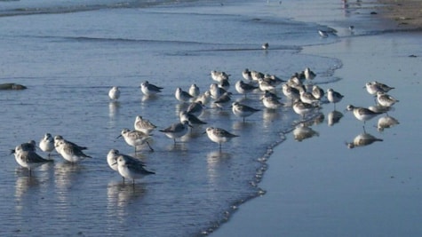 Fugle i vandkanten på Fanø
