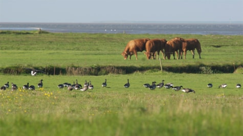 Marshlands by the Wadden Sea