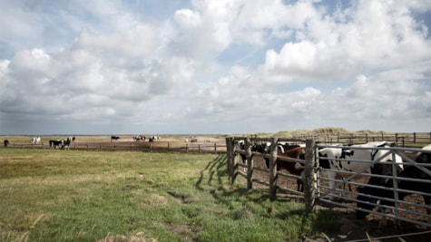 En mark med køer i marsken