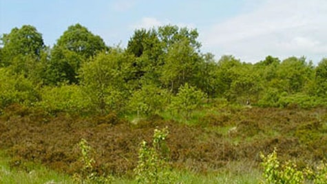 Lindet Forest