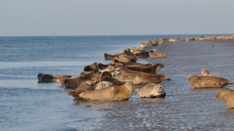 Se sælerne i Nationalpark Vadehavet