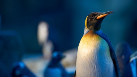 Flot pingvin i Odense ZOO