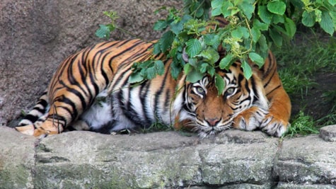 Tiger i Aalborg Zoo