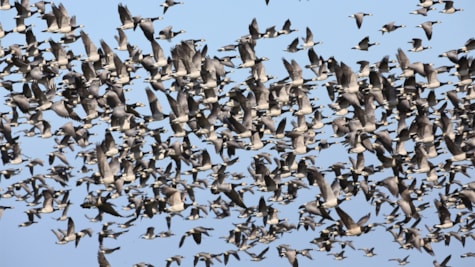 Migratory birds over the Wadden Sea
