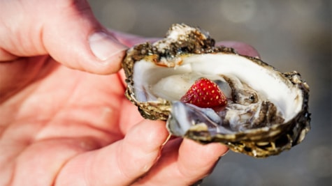 Oyster safari | Meet & More by the Wadden Sea