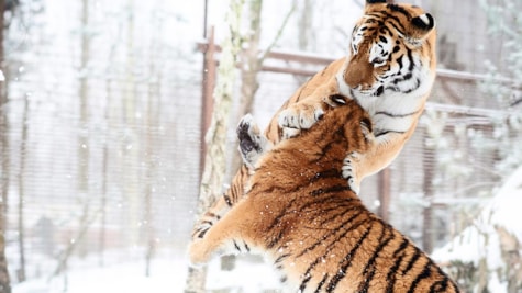 Sibiriske tigre leger i Odense Zoo