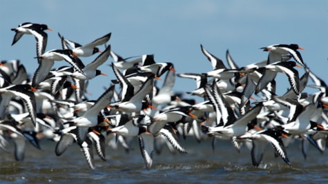 Migratory birds by the Wadden Sea