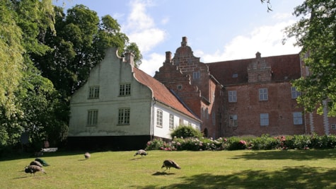 Harridslevgaard slot set fra græsplænen, hvor påfuglene spankulerer