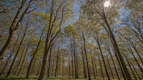 Høje bøgetræer i skoven på Æbelø
